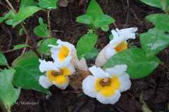 Christisonia calcarata